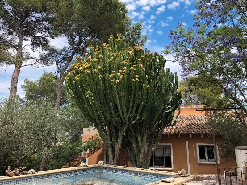 Jardín de Casa o chalet en venta en Palma de Gandia con Aire acondicionado, Jardín privado y Terraza