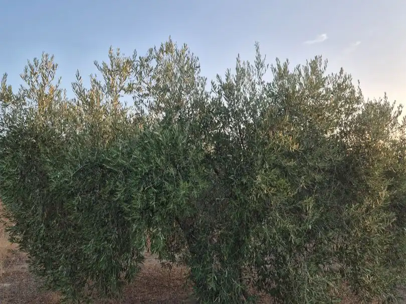 Grundstücke zum Verkauf in Abertura, Cáceres