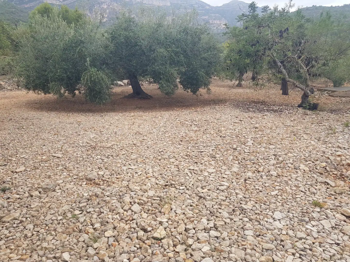 Rural land for sale in Alcanar