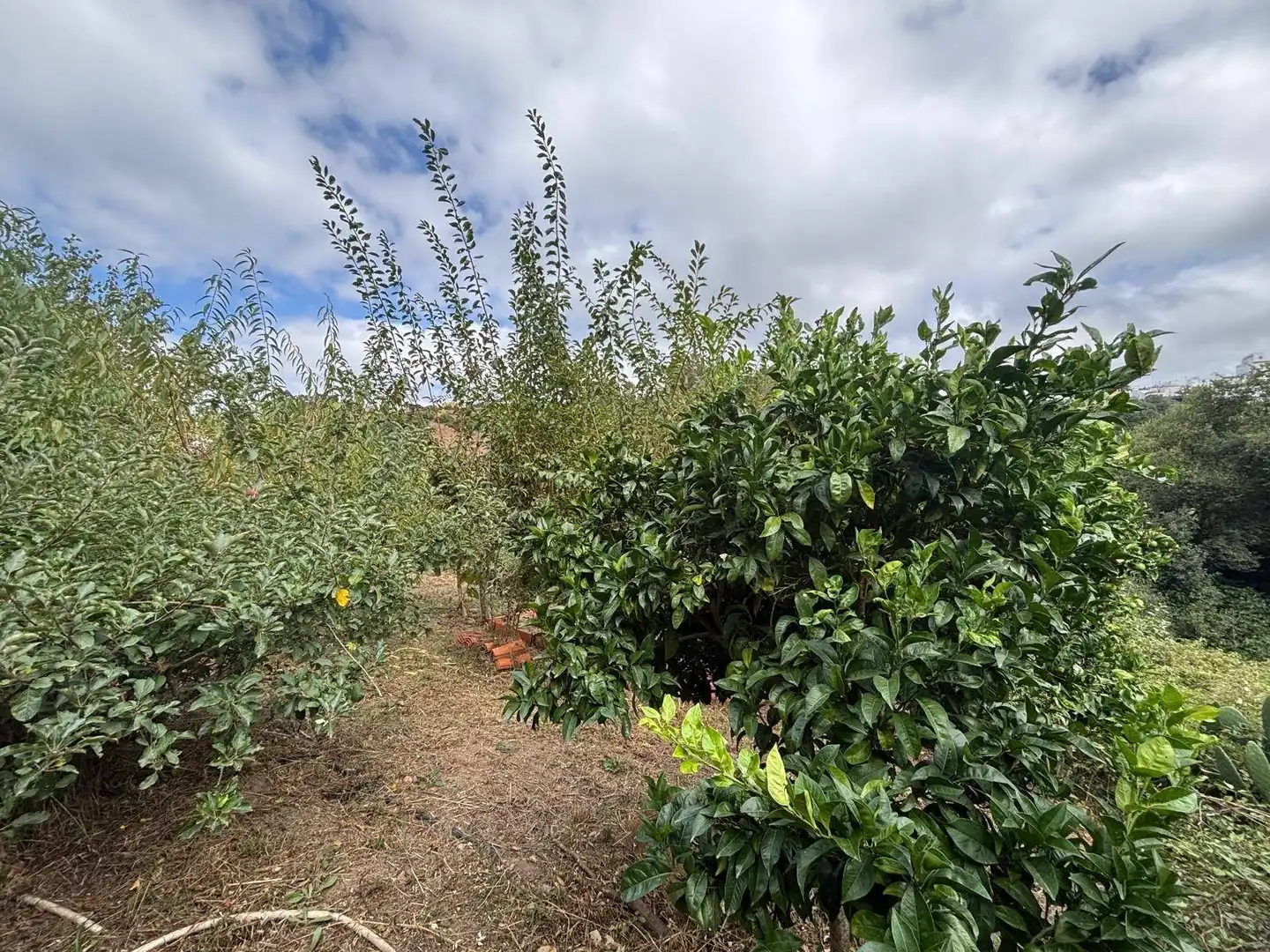 Casa rústica con terraza en venta en Valleseco, imagen 13