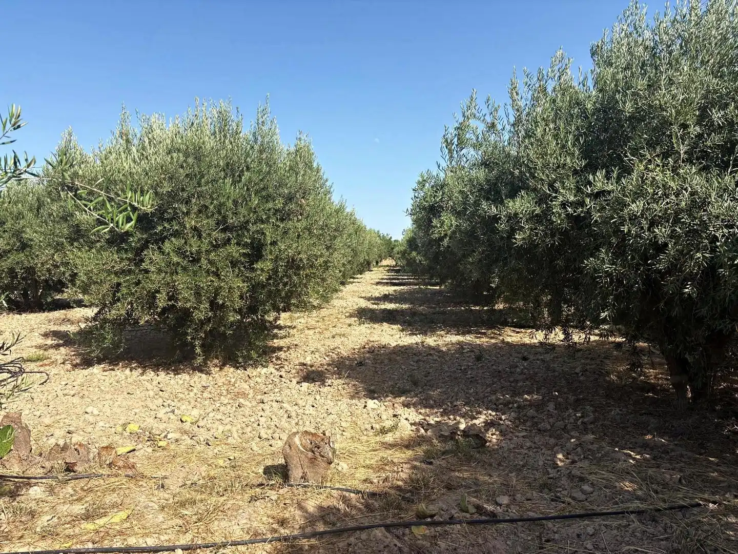 Terreno en venta en Totana