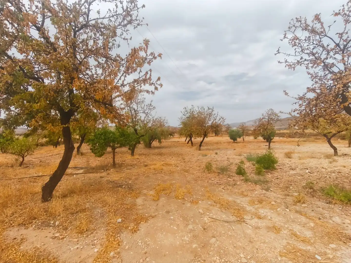 Rustikales Grundstück zum Verkauf in Uleila del Campo, imagen 3