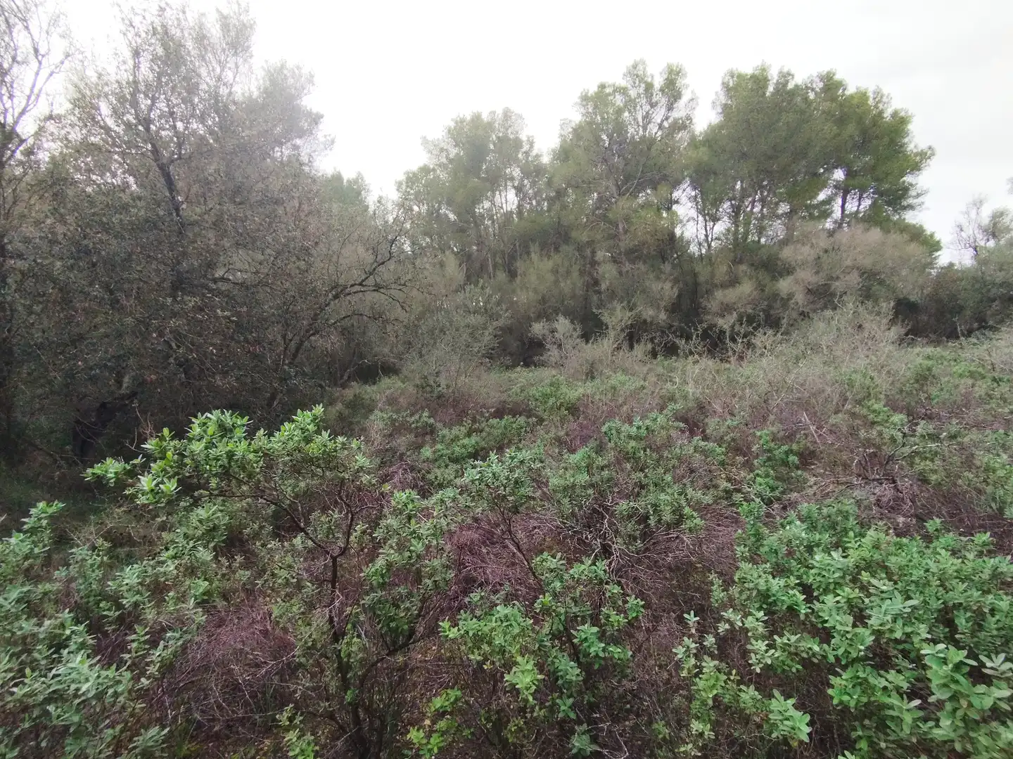 Rural land for sale in Algaida, imagen 2