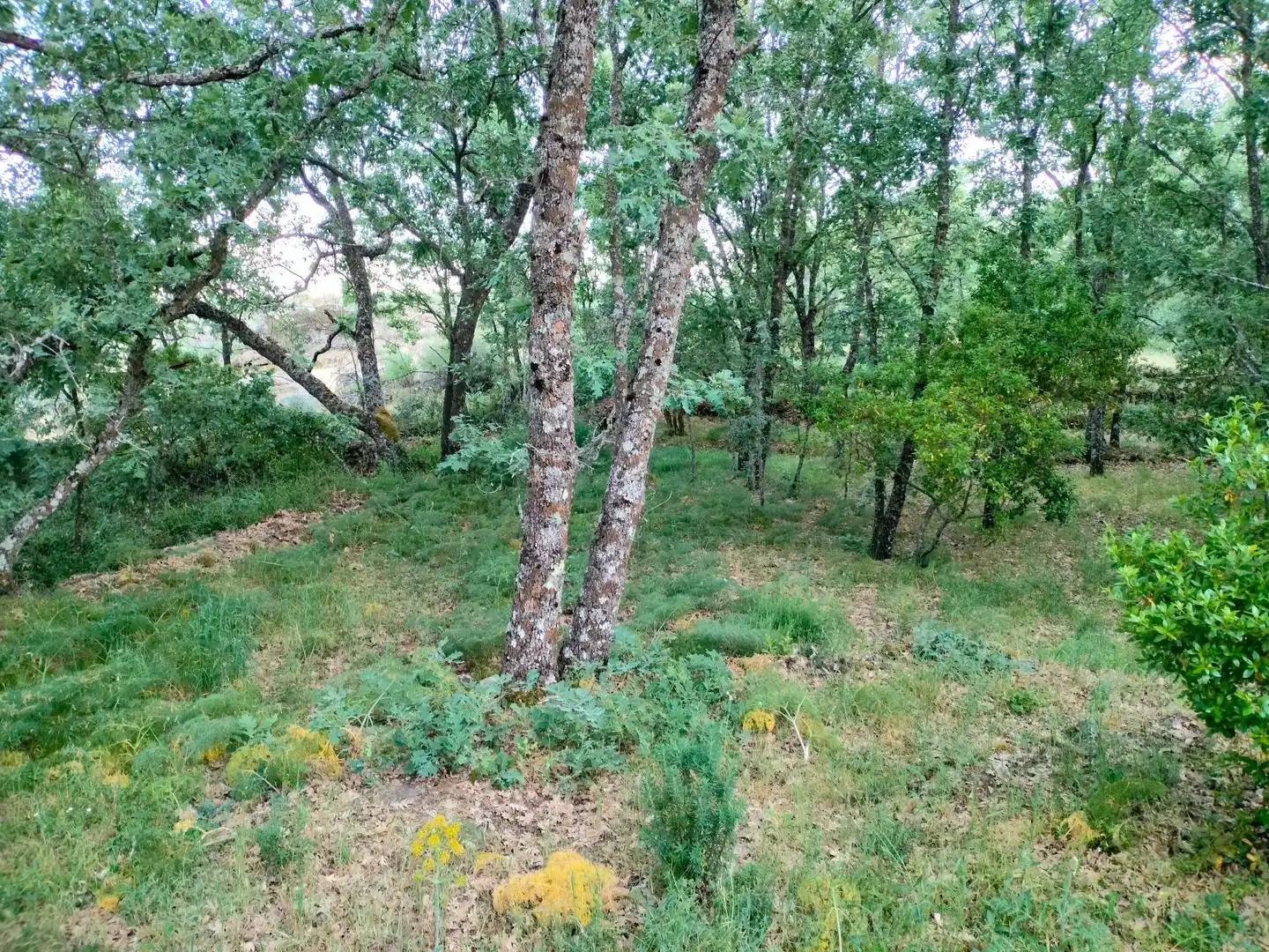Terreni e lotti in vendita a Villanueva de la Vera, imagen 8
