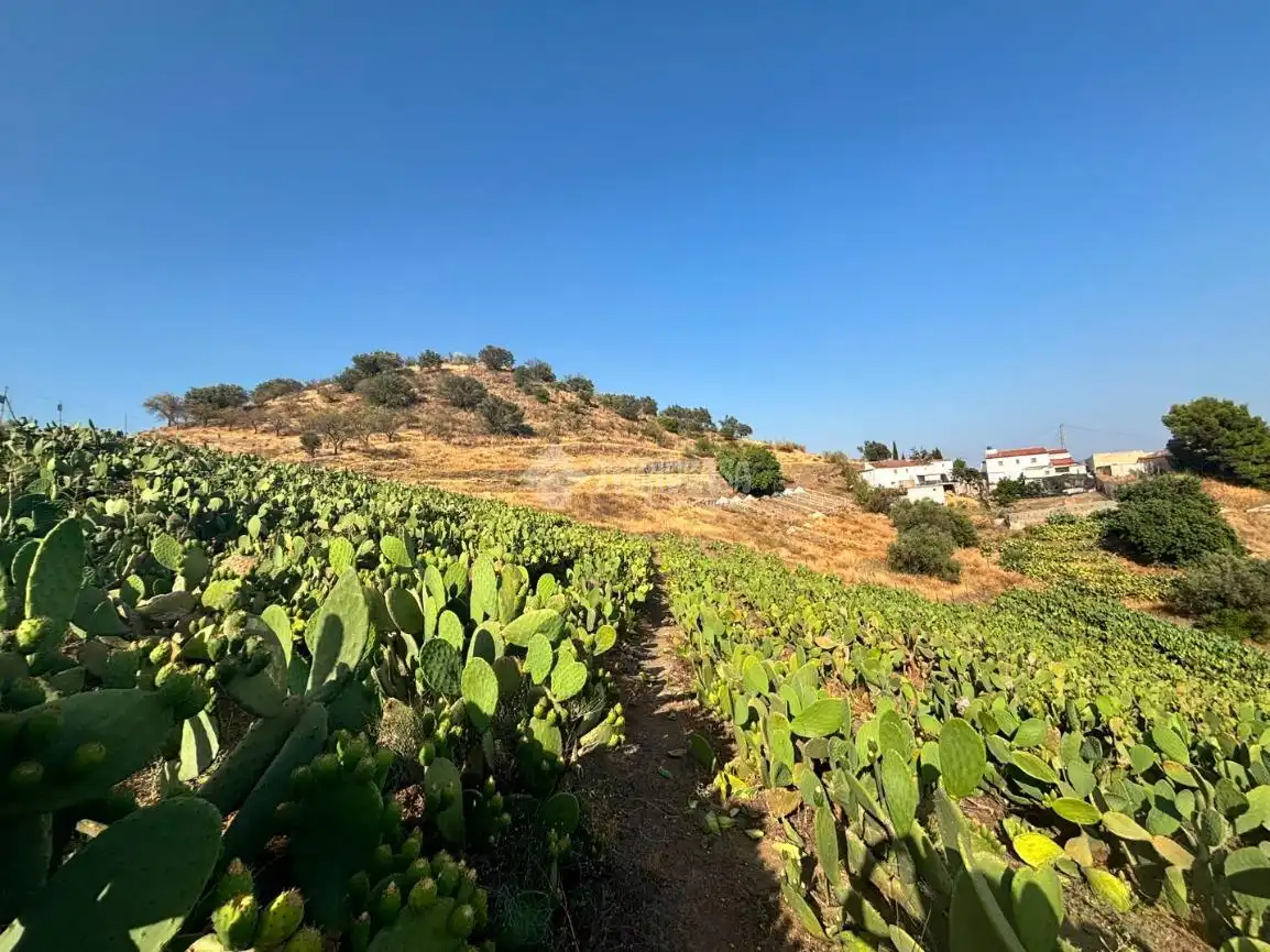 Terreny rústic en venda a Vélez-Málaga ciudad, imagen 13