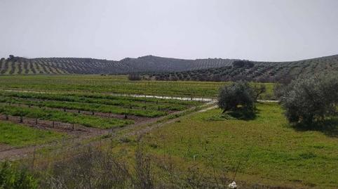 Photo 4 of Residential for sale in Sitio Los Calabozos, -1, Torredonjimeno, Jaén