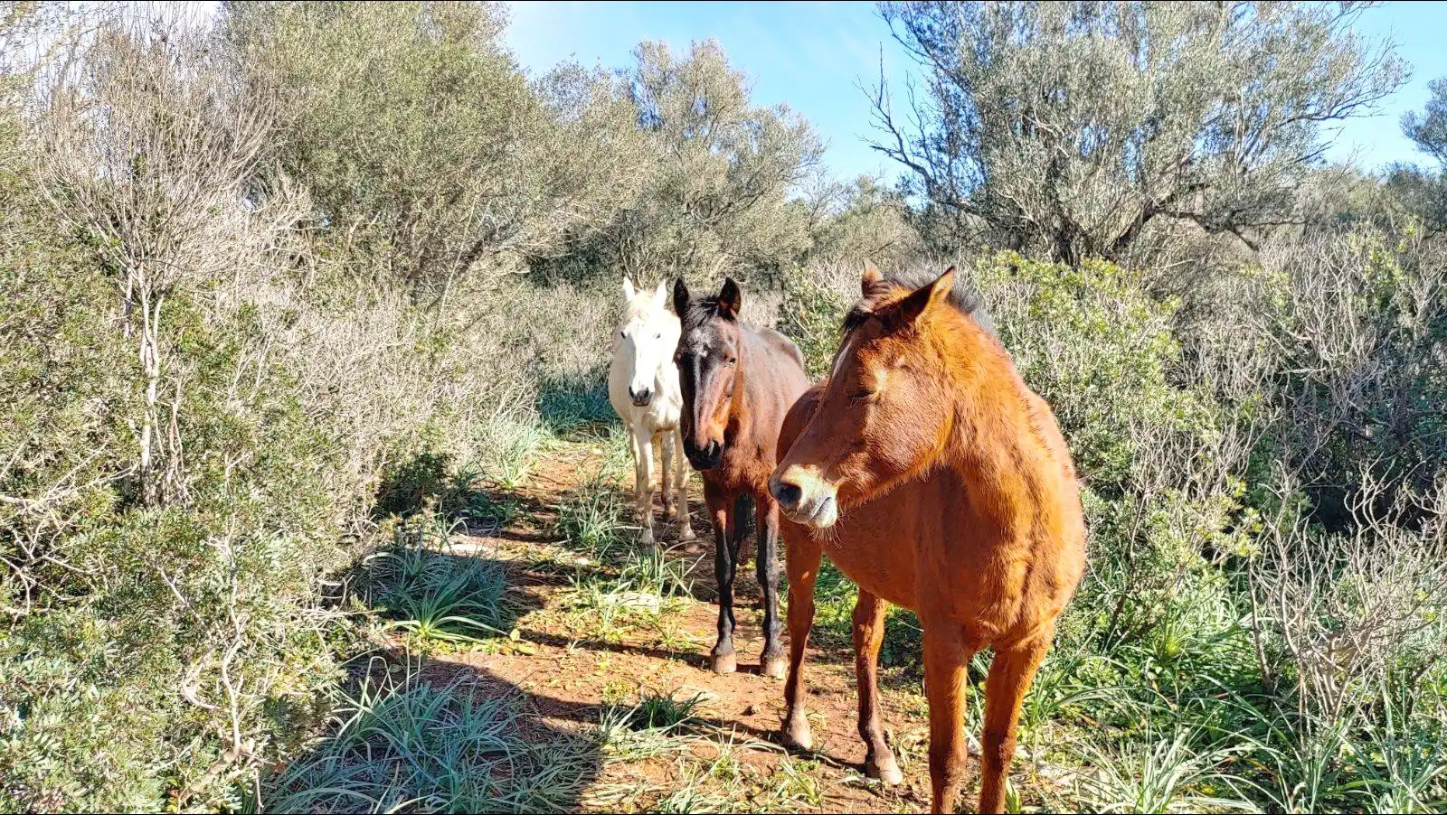 Terrenys i solars en venda a Felanitx Poble, imagen 12