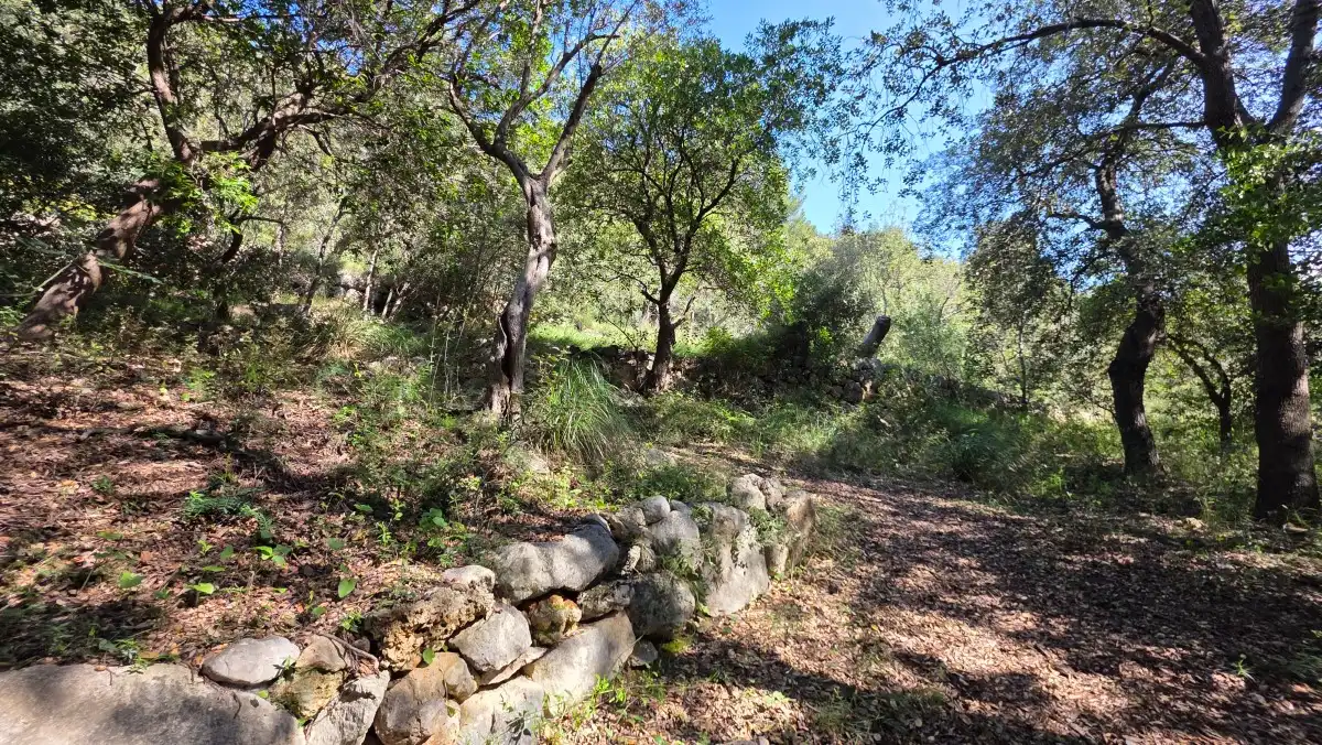 Terreny rústic en venda a Sóller, imagen 17