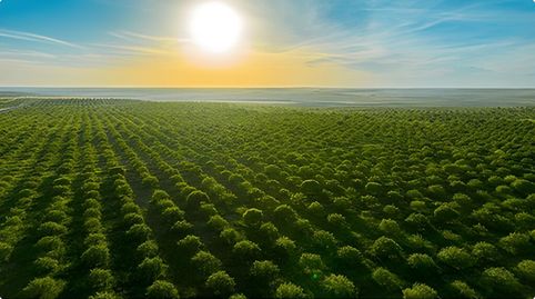Finca de explotación agro-energética 1.126Ha.