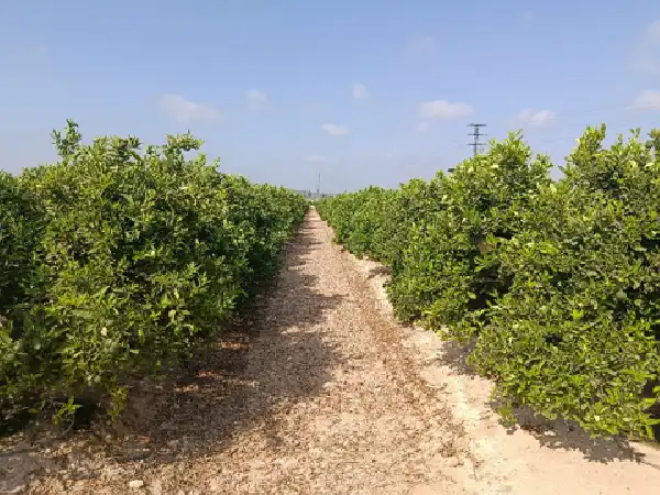 Rustikales Grundstück zum Verkauf in Jacarilla, imagen 15