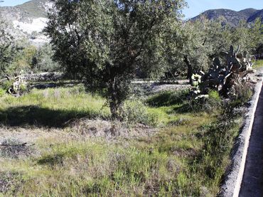 Terreno rustico in vendita a Padul