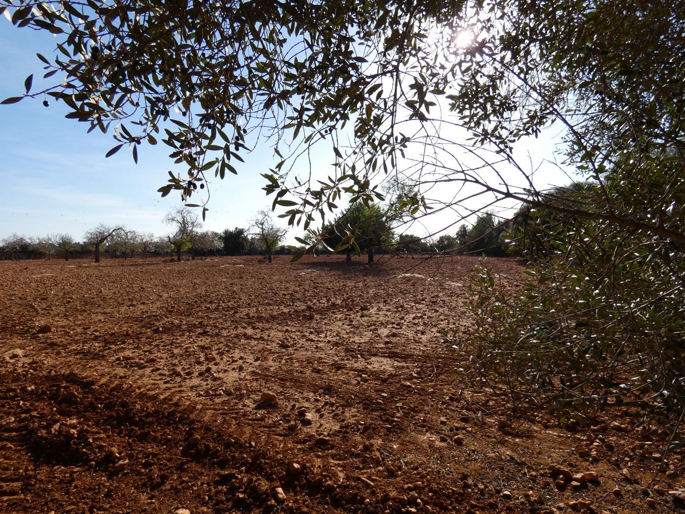 Finca rústica en venda en Llucmajor