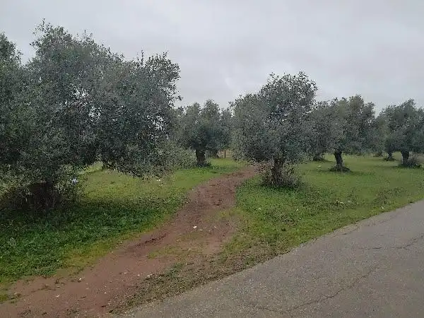 Rustikales Grundstück zum Verkauf in Puerto Serrano, imagen 12