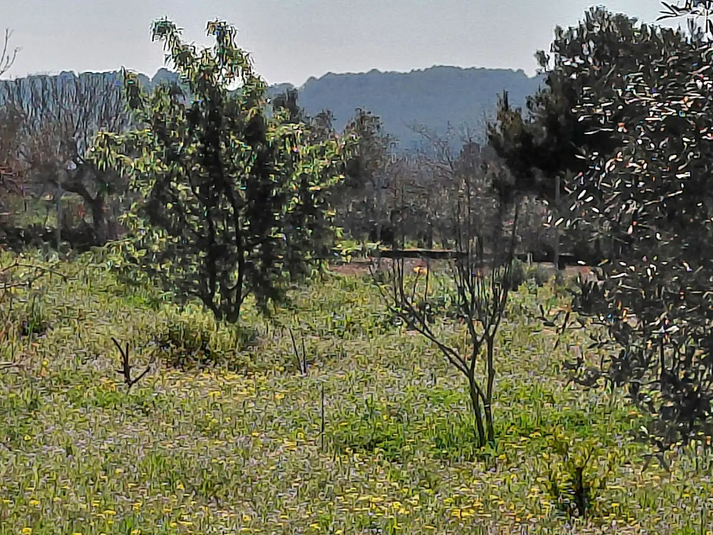 Terreno rústico en venta en Banyeres del Penedès, imagen 11