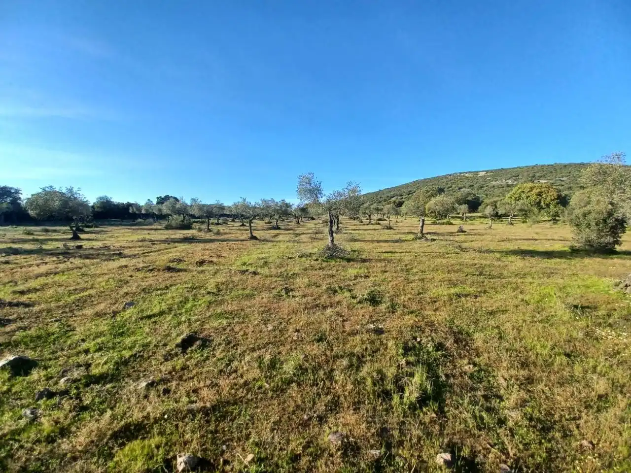 Grundstücke zum Verkauf in Peraleda del Zaucejo