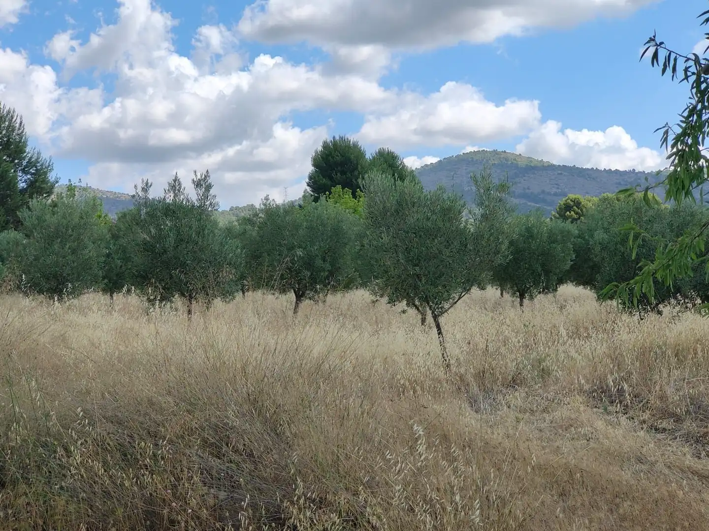 Residential land for sale in Tibi