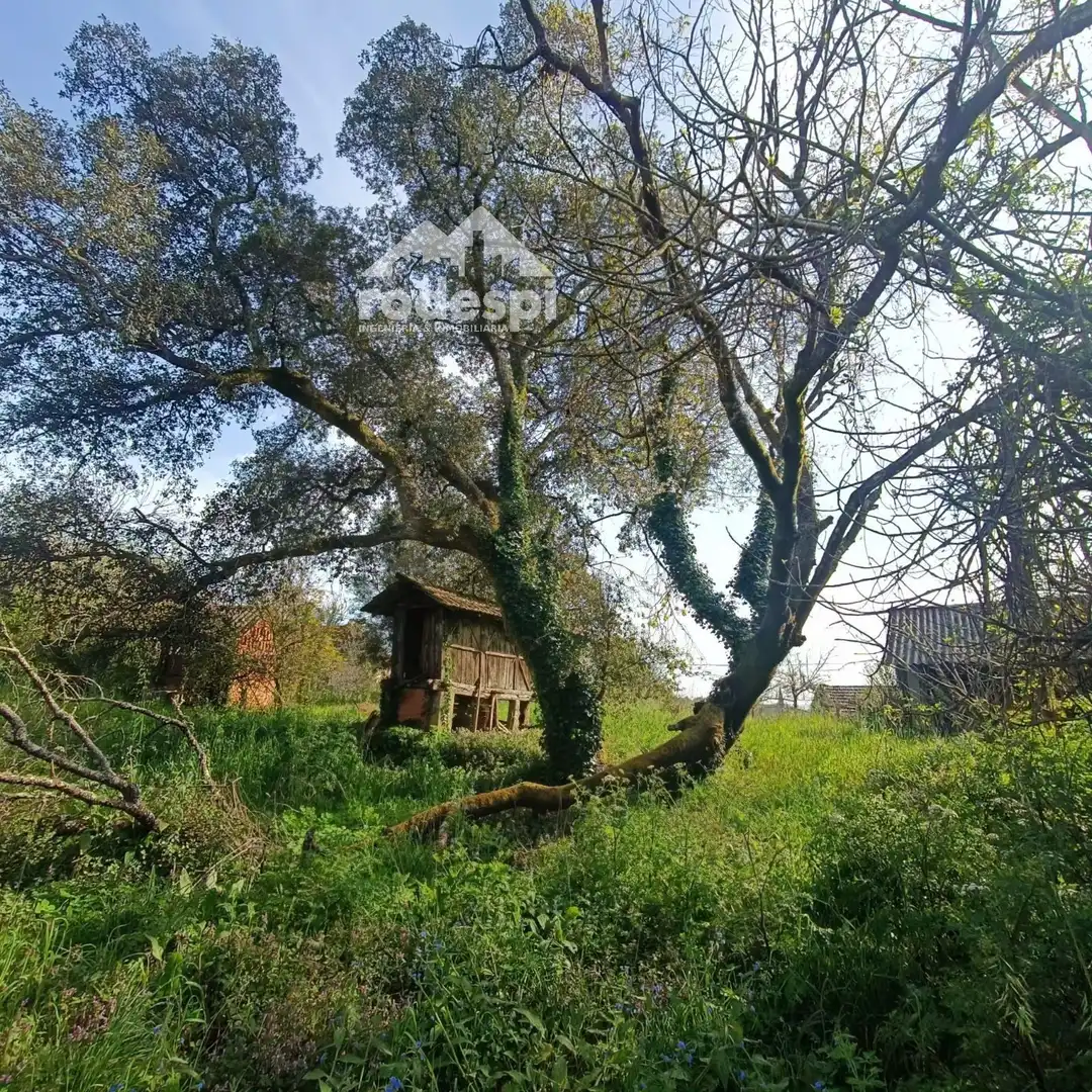 Detached homes for sale in Salvaterra de Miño