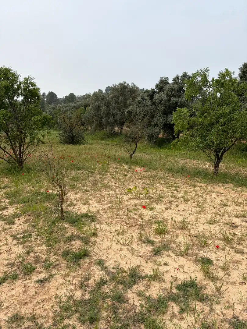 Terreno rustico in vendita a Ascó, imagen 5