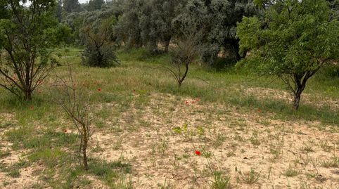 Parcela agrícola rústica en venta: un remanso de paz en el campo., immagine 5