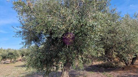 Photo 4 of Country house for sale in N/a, Mestral, Reus