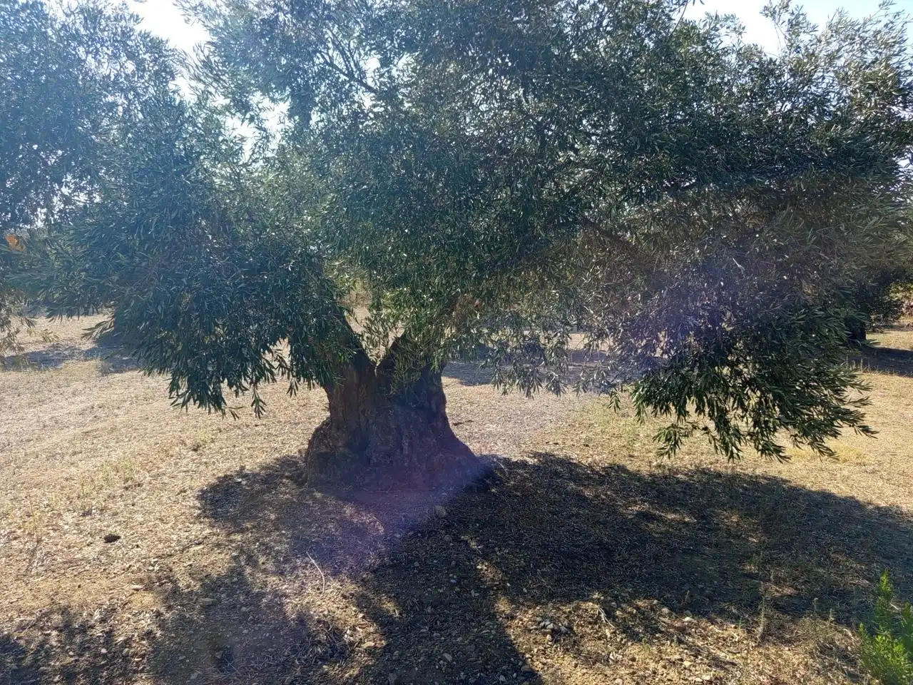 Terrenos y solares en venta en mas oliva, imagen 3