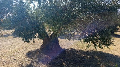 Photo 3 of Residential for sale in Mas Oliva, Els Grecs - Mas Oliva, Roses