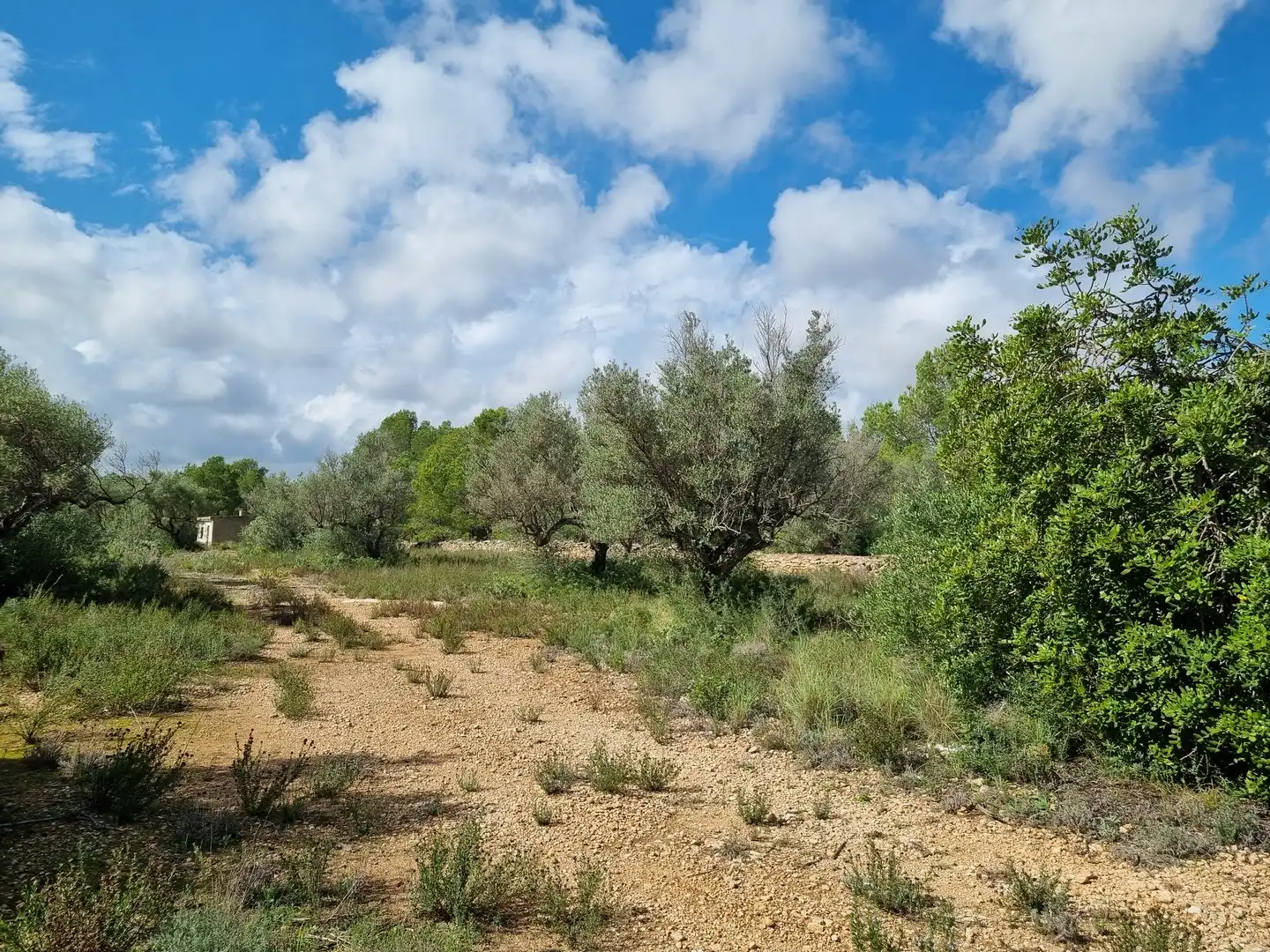 Terrain rustique à vendre à Carrer Andreu Llambrich 48, imagen 12