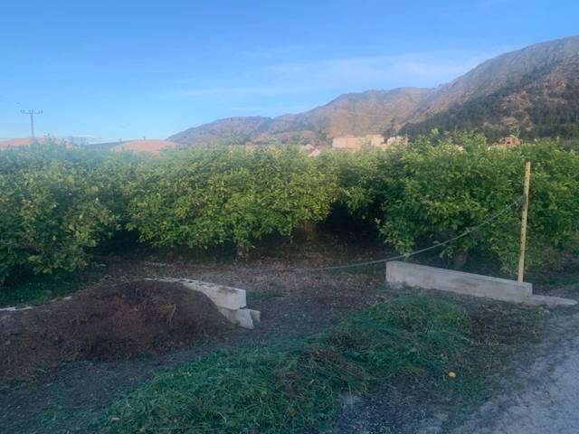 Terreno en Venta en Los Ramos