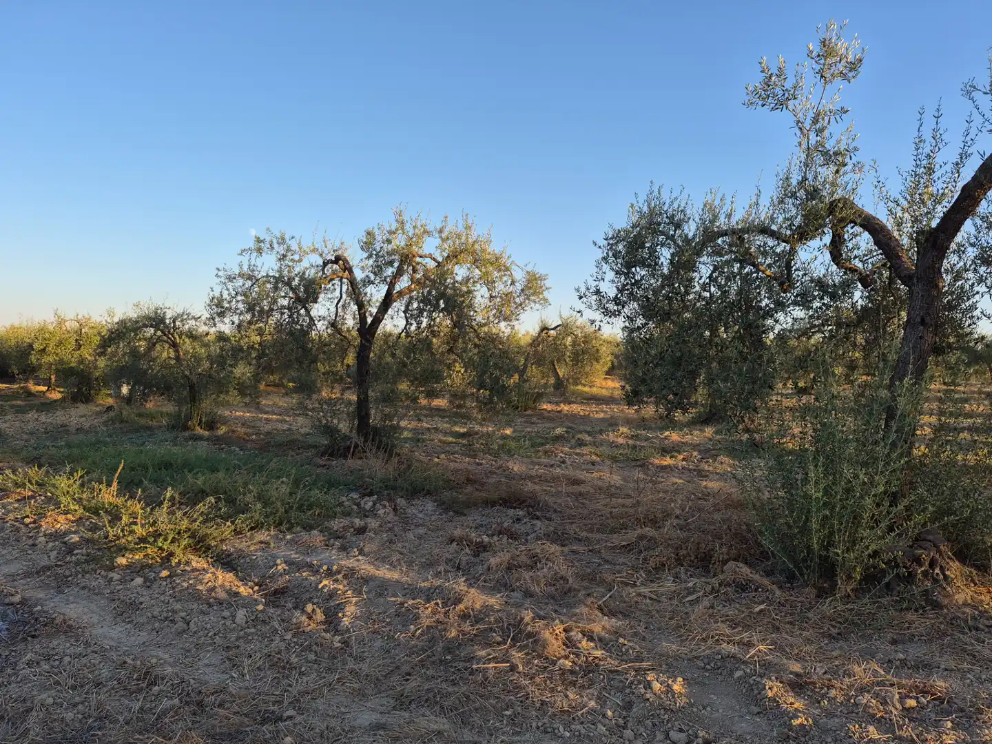 Rustikales Grundstück zum Verkauf in Espartinas Pueblo, imagen 3