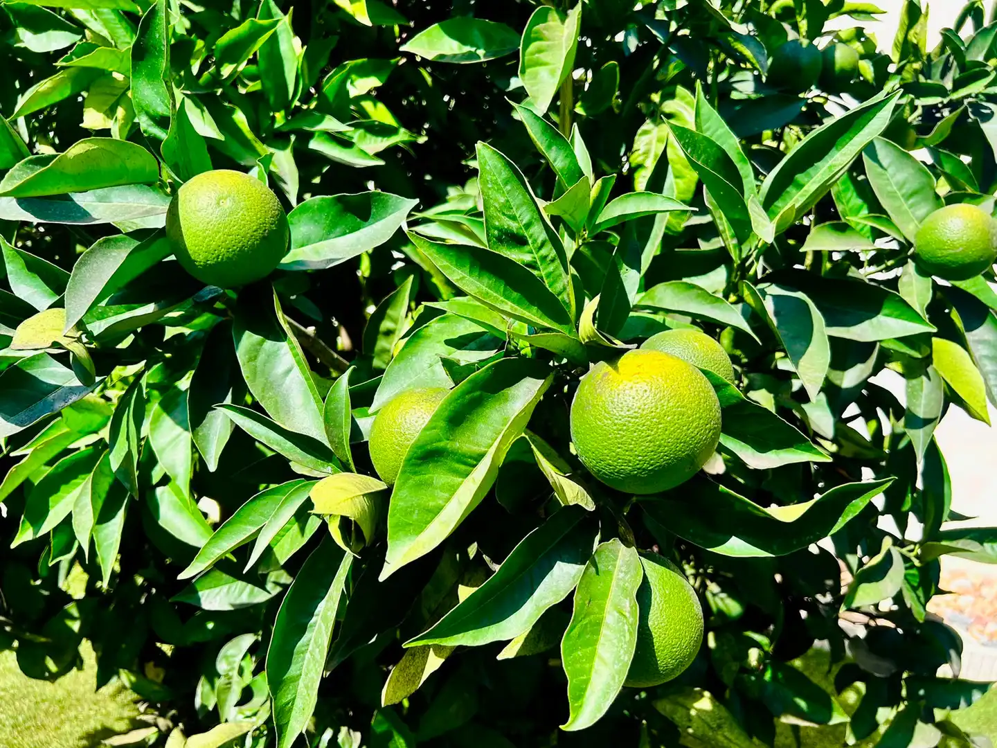 Jardí de Casa o xalet en venda en Torrevieja