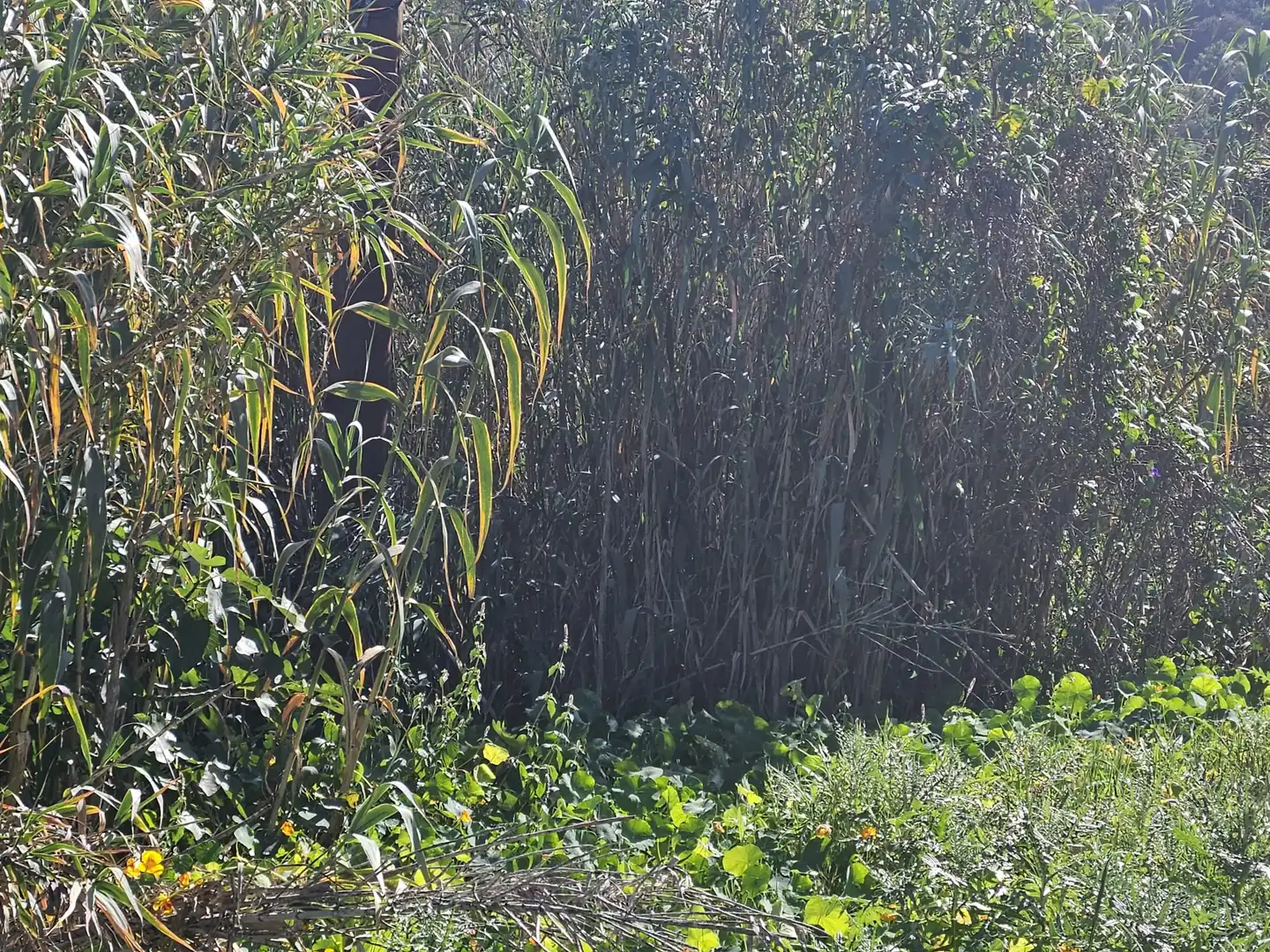 Terreny rústic en venda a Los Portales - Visvique, imagen 2
