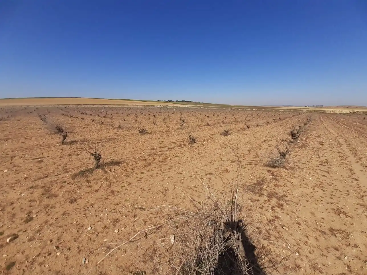 Terreno en venta en Moraleja del Vino