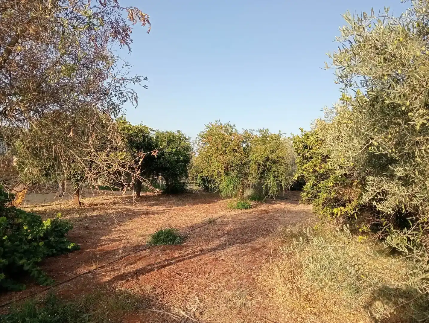Casa o chalet en venta en Guadalcázar
