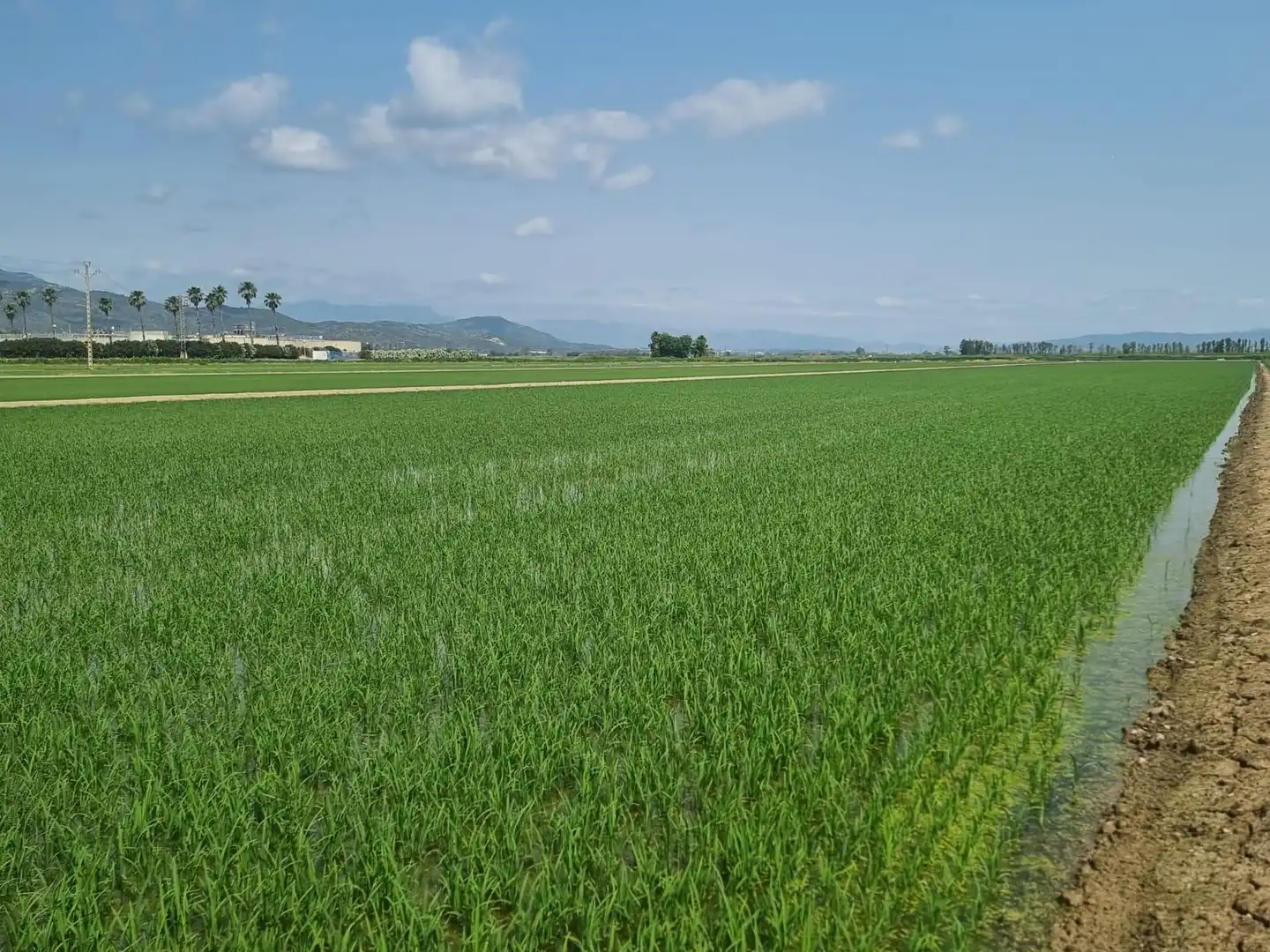 Land for sale in La Ràpita