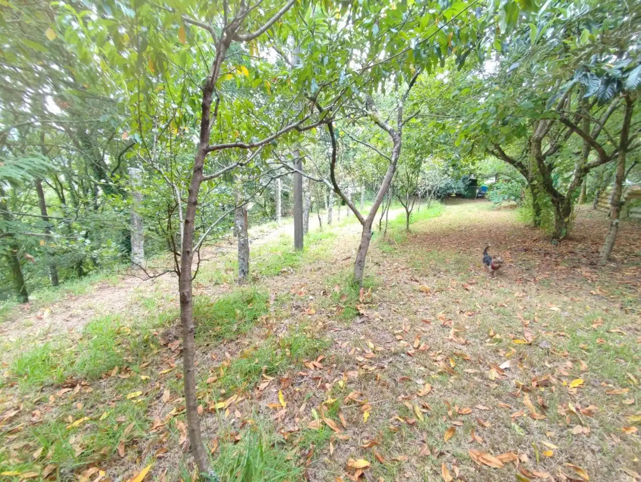 Casa o chalet en venta en Pazos de Borbén con Calefacción, Jardín privado y Terraza