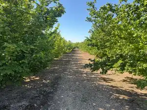 Terreno rustico in vendita a Avinguda de Reus 10, imagen 8