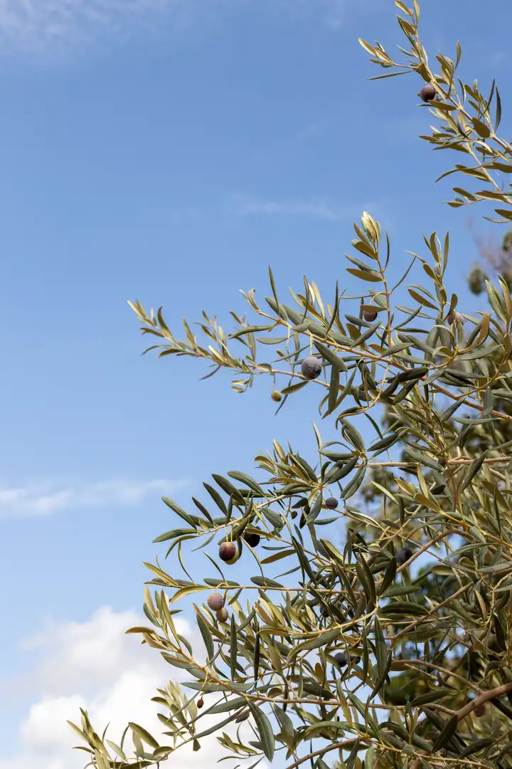 Jardí de Finca rústica en venda en Málaga amb Terrassa