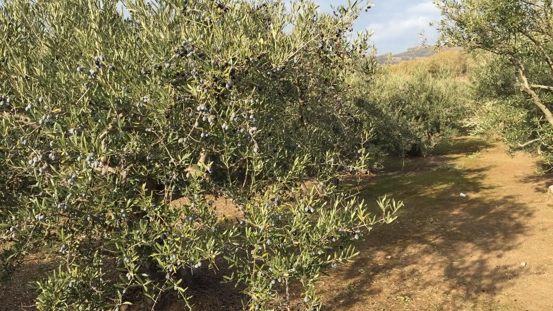 Jardín de Terreno en venta en Arroyomolinos de la Vera