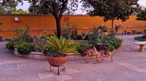 Photo 4 of Land for sale in Cortijo el Rubio, Santa Cruz, Córdoba