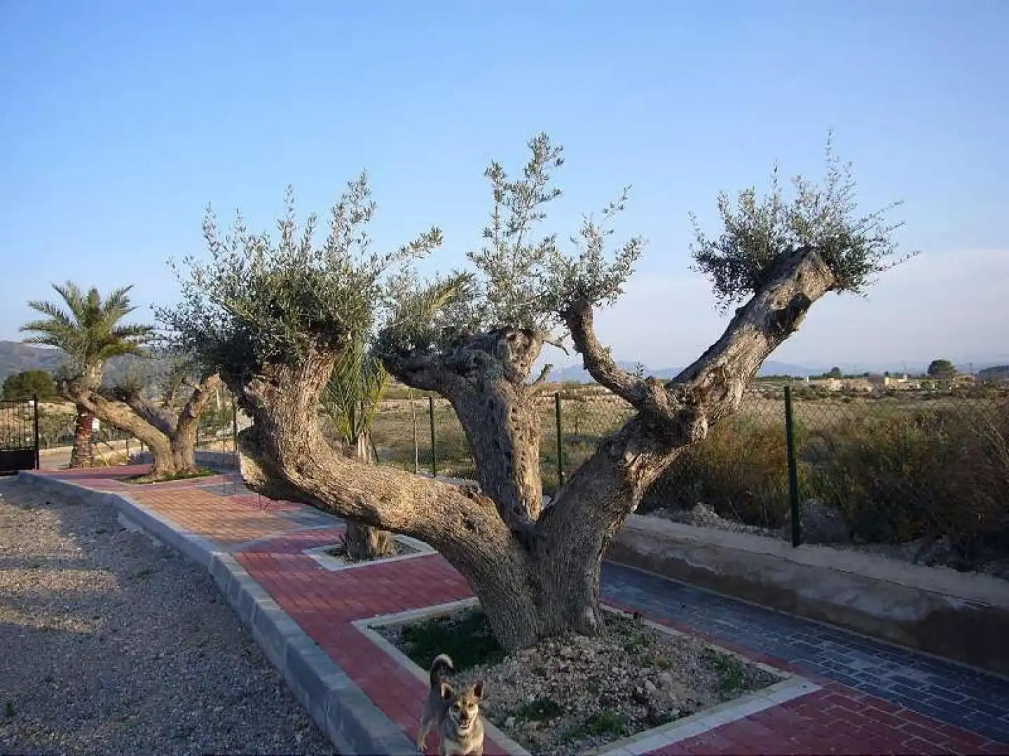 Xalet en venda a Abanilla, imagen 16