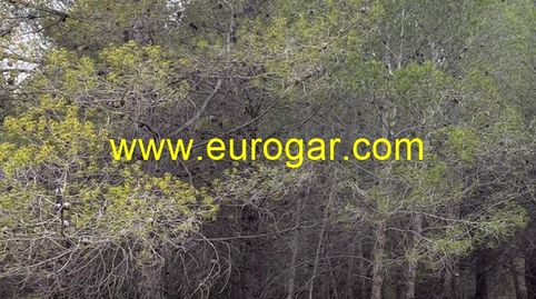 Parcela de pinos llana de 20000m2 aproximadamente., immagine 3