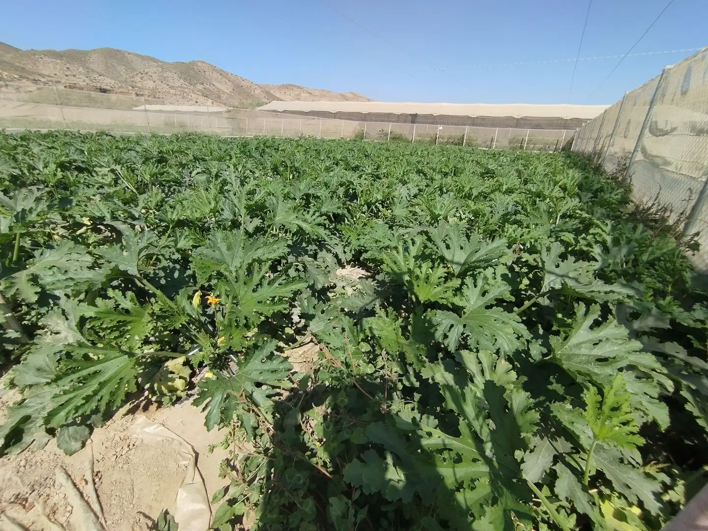 Terreno rustico in vendita a Santa Fe de Mondújar, imagen 24