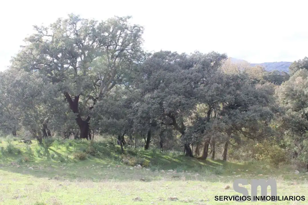 Terreni e lotti in vendita a Cortes de la Frontera, imagen 15