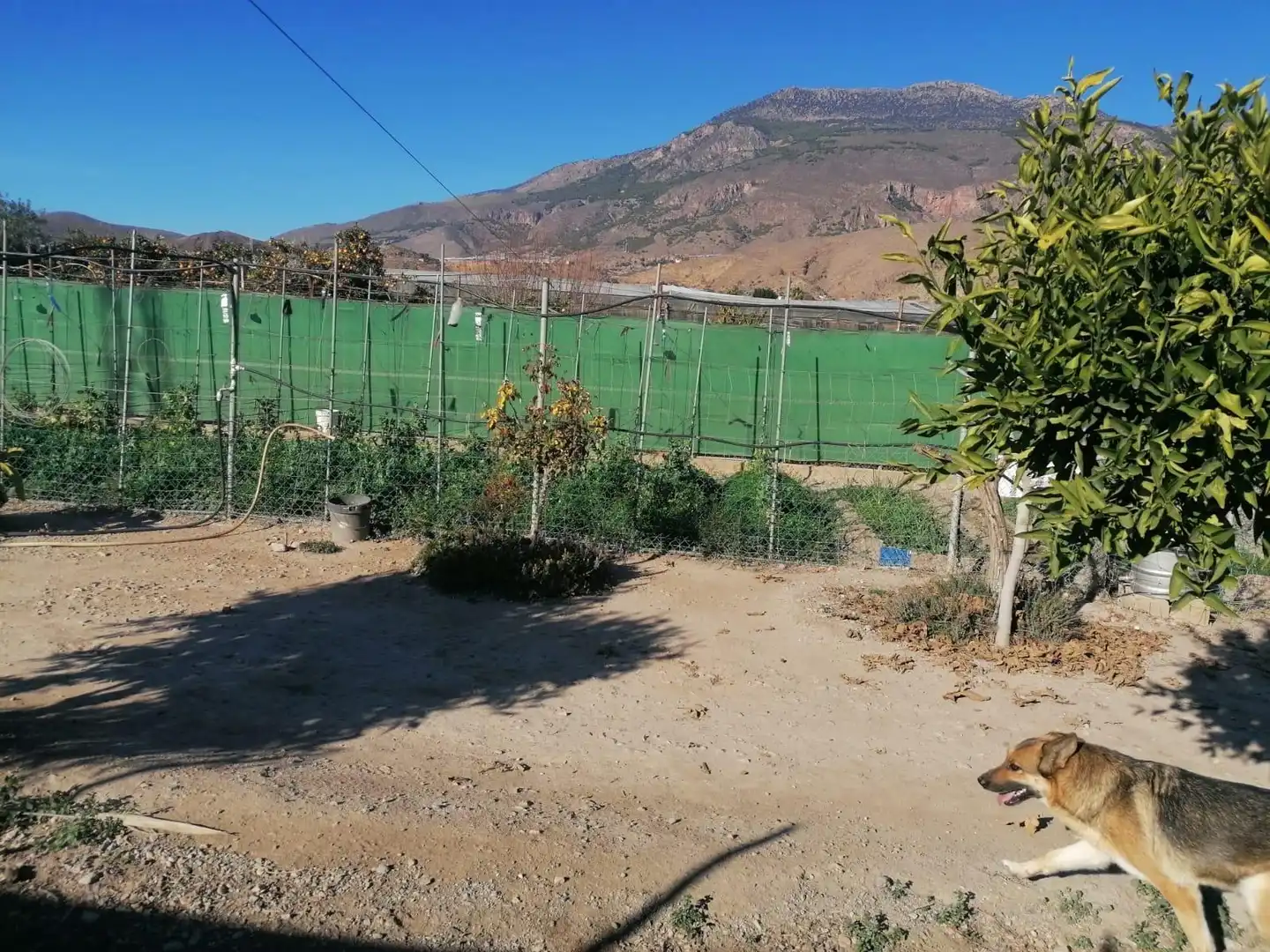 Jardí de Finca rústica en venda en Dalías amb Jardí privat i Terrassa