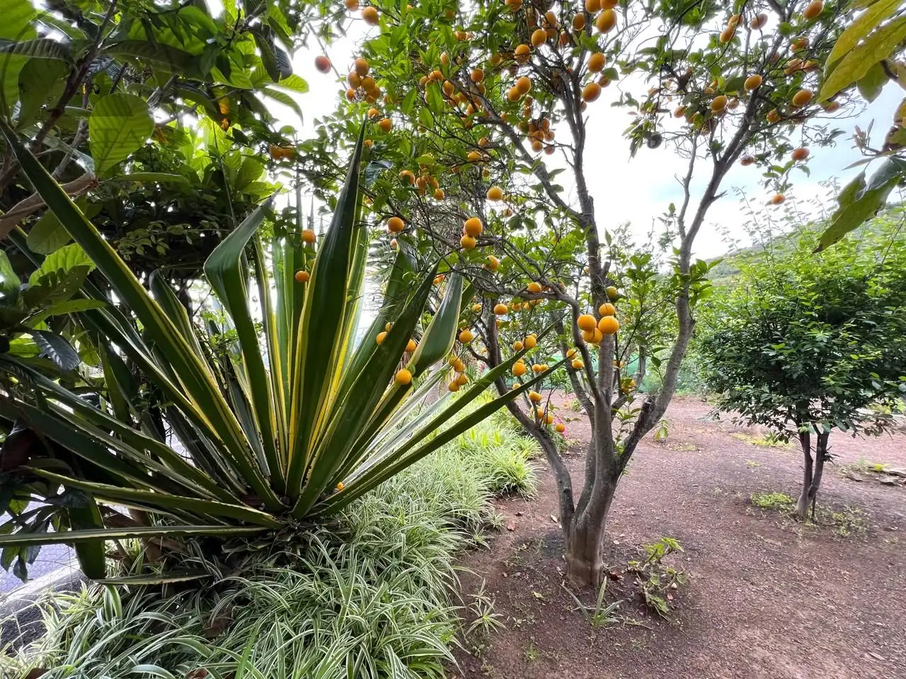 Maison rustique avec jardin à vendre à La Vega - El Amparo - Cueva del Viento, imagen 28
