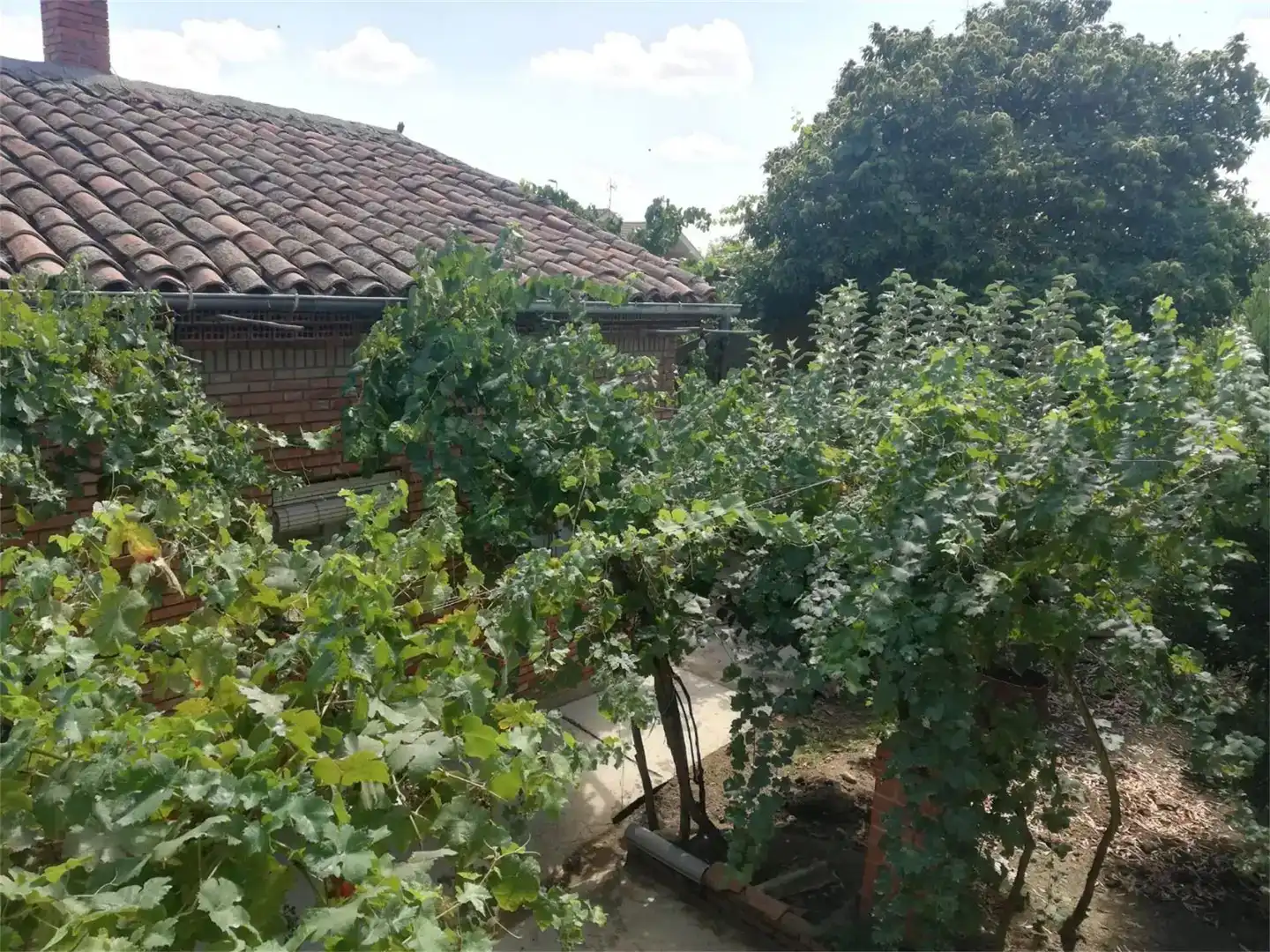 Jardí de Finca rústica en venda en Vega de Infanzones amb Jardí privat i Traster