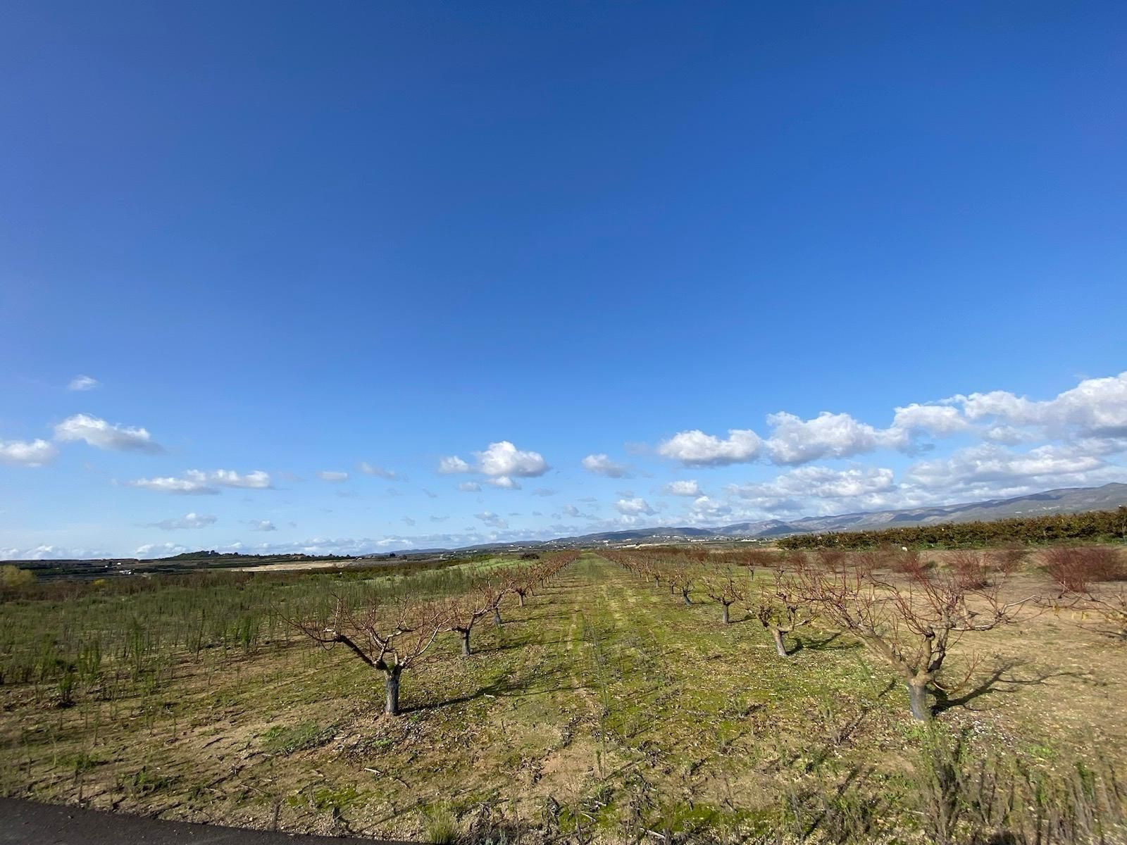Land for sale in Montitxelvo / Montichelvo