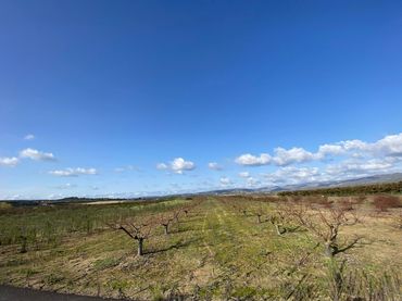 Rural land for sale in Montitxelvo / Montichelvo