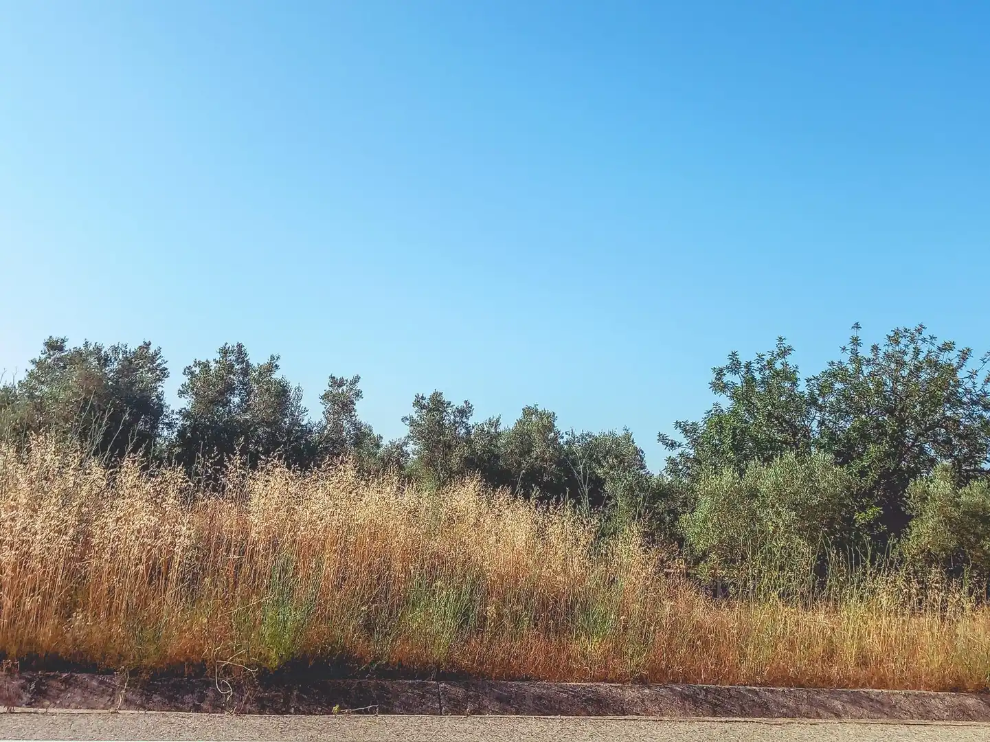 Terreny rústic en venda a Ulldecona, imagen 7