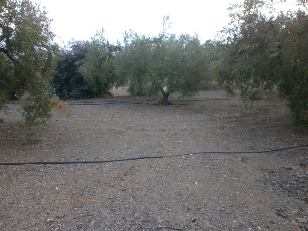 Rural land for sale in Carrer Pont del Cinto, imagen 29